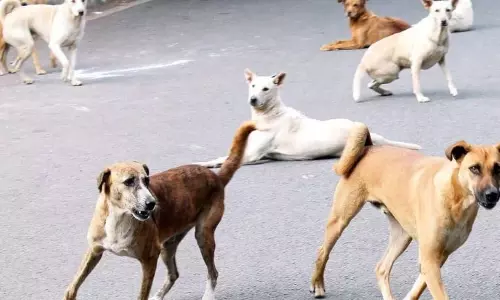 There Has To Be An Enduring Solution : Supreme Court On Stray Dog Issue In Kerala There Has To Be An Enduring Solution : Supreme Court On Stray Dog Issue In Kerala
