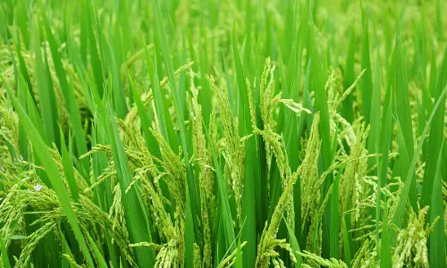 Kerala High Court Asks State To Transfer ₹1510 Crore Paddy Land Conversion Fee To Agricultural Promotion Fund In Next 12 Months