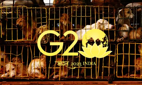 Stray Dogs Captured For Preparation Of G20 Summit Being Released As Per Law: MCD To Delhi High Court Stray Dogs Captured For Preparation Of G20 Summit Being Released As Per Law: MCD To Delhi High Court