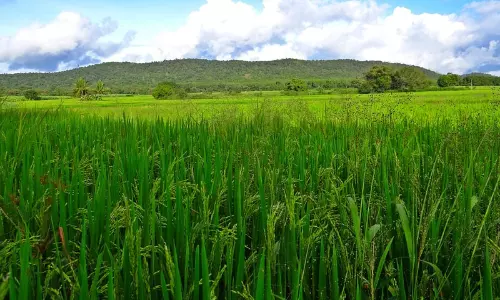 Paddy Land Act | Authority Must Consider Feasibility Of Paddy Cultivation While Deciding Plea To Delete Property From Data Bank: Kerala High Court Paddy Land Act | Authority Must Consider Feasibility Of Paddy Cultivation While Deciding Plea To Delete Property From Data Bank: Kerala High Court