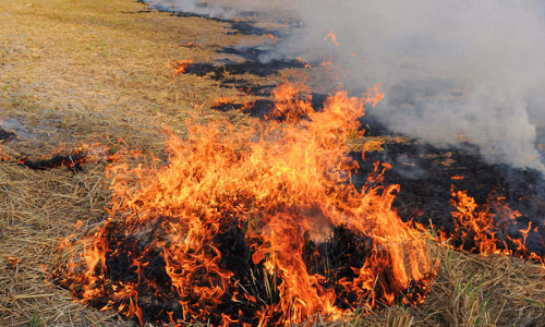 Stubble Burning In Punjab: NGT Directs Authorities To Identify Violators, Impose Penalty Stubble Burning In Punjab: NGT Directs Authorities To Identify Violators, Impose Penalty