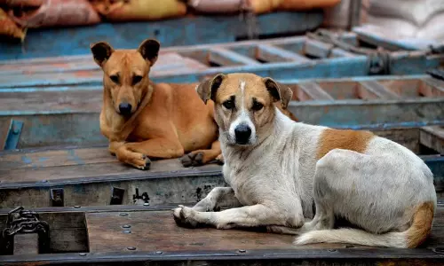 Stray Dog Issue | Supreme Court Lists Matter For Final Hearing On 10th January Stray Dog Issue | Supreme Court Lists Matter For Final Hearing On 10th January