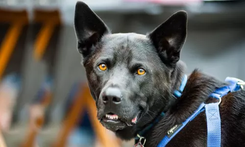 Karnataka High Court Stays Ban On Rearing Of Ferocious & Dangerous Dog Breeds Karnataka High Court Stays Ban On Rearing Of Ferocious & Dangerous Dog Breeds