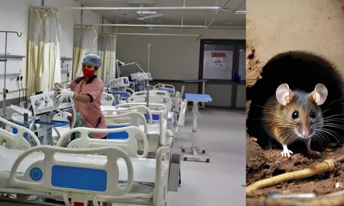 Allahabad High Court Takes Suo Moto Cognizance Of Rodent Menace In A Prayagraj Hospital Allahabad High Court Takes Suo Moto Cognizance Of Rodent Menace In A Prayagraj Hospital