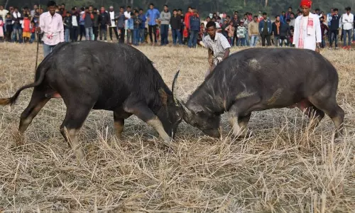 Gauhati High Court Issues Complete Ban On Buffalo & Bulbuli Bird Fights In Assam Gauhati High Court Issues Complete Ban On Buffalo & Bulbuli Bird Fights In Assam