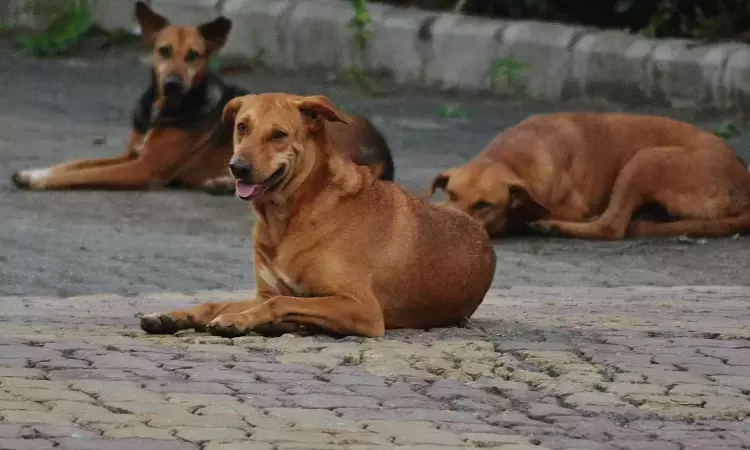 Streets Dogs Picked For Sterilisation Cant Be Impounded Indefinitely, Must Be Returned To Same Spot As Per Rules: P&H High Court