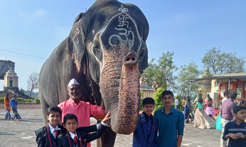 Bombay High Court Intervention Temporarily Halts Transportation Of Kolhapur Elephant To Jamnagar Bombay High Court Intervention Temporarily Halts Transportation Of Kolhapur Elephant To Jamnagar