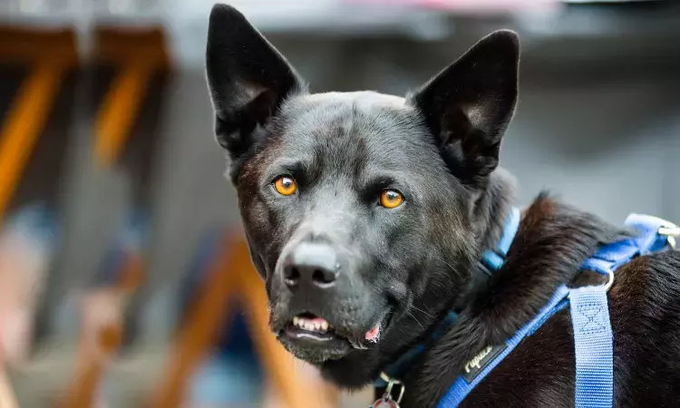 Kerala High Court Partially Stays Centres Ban On Ferocious & Dangerous Dog Breeds Kerala High Court Partially Stays Centres Ban On Ferocious & Dangerous Dog Breeds