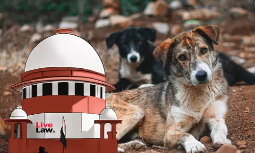 Supreme Court Refuses To Entertain PIL On Stray Dog Issue, Asks Petitioner To Move HC Supreme Court Refuses To Entertain PIL On Stray Dog Issue, Asks Petitioner To Move HC