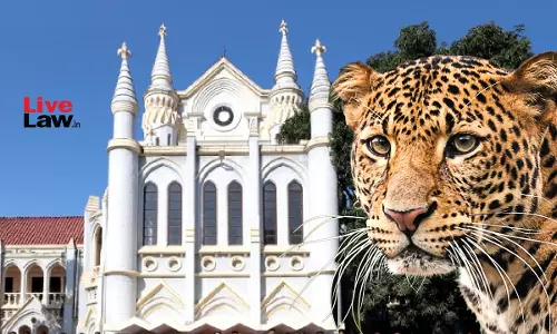 Madhya Pradesh High Court Denies Bail To Man Accused Of Leopard Hunting, Cites Severity Of Offence