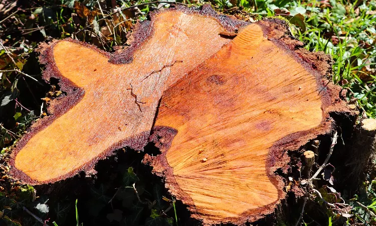 Shocking: MP High Court Takes Suo-Motu Cognizance Of News Report On Felling Of 488 Trees Near Bhopal Without Permission Shocking: MP High Court Takes Suo-Motu Cognizance Of News Report On Felling Of 488 Trees Near Bhopal Without Permission