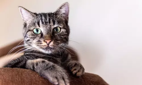 Karnataka High Court Declines To Quash Cruelty FIR Against Husband After Reading Couples Chats, Says Pet Cat Attacking Wife Was A Stray Claim