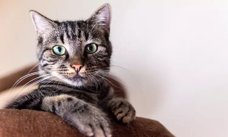 Kerala High Court Orders Bank To Return Loan Defaulters Pet Cat Stranded Inside Seized House Kerala High Court Orders Bank To Return Loan Defaulters Pet Cat Stranded Inside Seized House