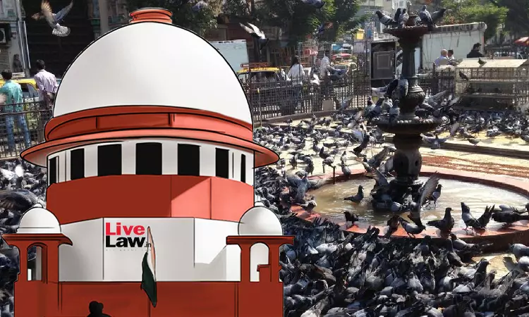 Supreme Court Refuses To Interfere With Bombay HC Order Against Pigeon Feeding In Mumbai Kabutarkhanas Supreme Court Refuses To Interfere With Bombay HC Order Against Pigeon Feeding In Mumbai Kabutarkhanas