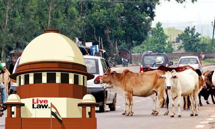 Supreme Court Orders Removal Of All Stray Animals From Highways Across India; Directs Their Relocation To Shelters Supreme Court Orders Removal Of All Stray Animals From Highways Across India; Directs Their Relocation To Shelters