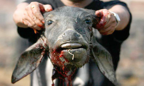 Bombay High Court Directs State To Allow E-Complaints For Illegal Animal Slaughter Bombay High Court Directs State To Allow E-Complaints For Illegal Animal Slaughter