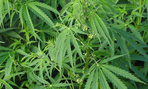 Spare The Rod And Spoil The Child : Why India Is Not Yet Ready To Decriminalize Cannabis? Spare The Rod And Spoil The Child : Why India Is Not Yet Ready To Decriminalize Cannabis?