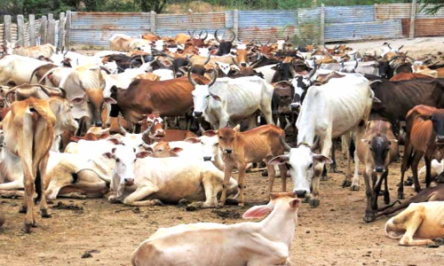 Jharkhand High Court Seeks DGPs Affidavit On Steps Taken To Implement Beef Ban In State Jharkhand High Court Seeks DGPs Affidavit On Steps Taken To Implement Beef Ban In State