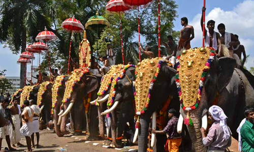 Elephant Parading For Temple Festivals Not Essential Religious Practice: Kerala High Court Elephant Parading For Temple Festivals Not Essential Religious Practice: Kerala High Court