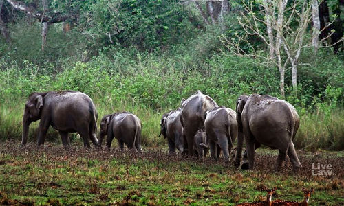 Elephant Corridor: Supreme Court Allows Transfer Of Nilgiris District Collector Elephant Corridor: Supreme Court Allows Transfer Of Nilgiris District Collector