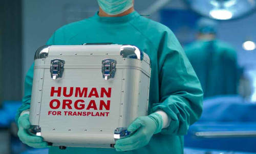 Madhya Pradesh High Court Permits Liver Transplant Despite Objection By Donors Wife Madhya Pradesh High Court Permits Liver Transplant Despite Objection By Donors Wife