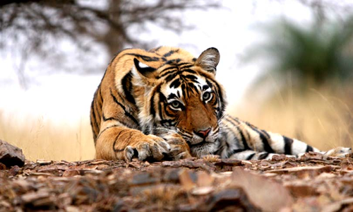 Karnataka Govt Has Not Given Permission For Radio-Collaring Of Tigers: High Court Closes PIL Karnataka Govt Has Not Given Permission For Radio-Collaring Of Tigers: High Court Closes PIL