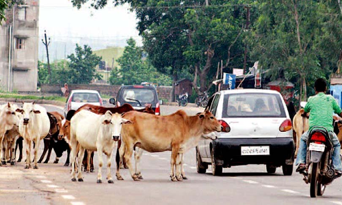 Chhattisgarh High Court Asks NHAI To Prevent Highway Accidents Due To Stray Animals Chhattisgarh High Court Asks NHAI To Prevent Highway Accidents Due To Stray Animals