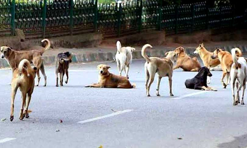 Allow Euthanasia Or Culling Of Violent And Rabid Stray Dogs : Kerala Govt Requests Supreme Court Allow Euthanasia Or Culling Of Violent And Rabid Stray Dogs : Kerala Govt Requests Supreme Court