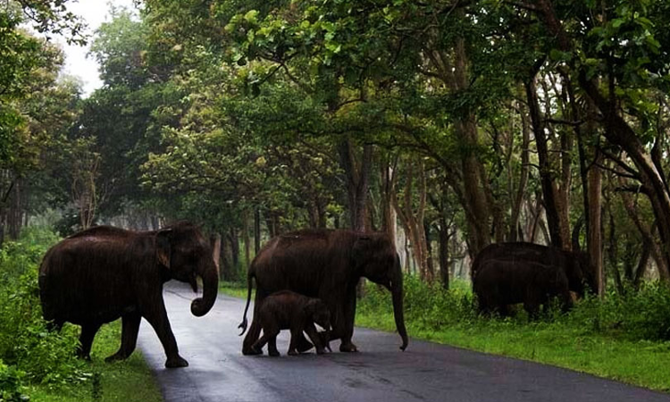 Supreme Court Forms Committee To Oversee Transfer/Import Of Wild Animals In India Supreme Court Forms Committee To Oversee Transfer/Import Of Wild Animals In India