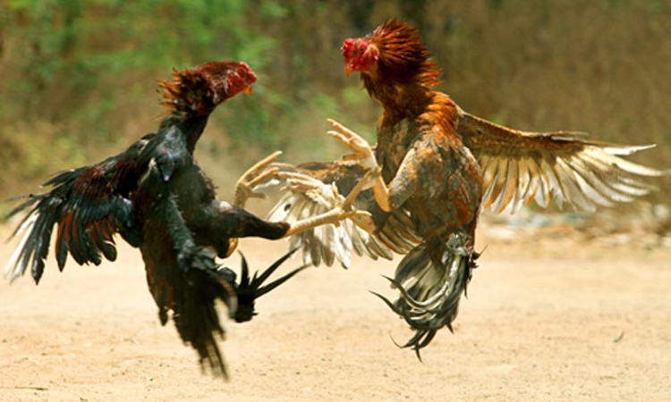 Cock Fights Cant Be Given Cultural Status In Tamil Nadu, No Legal Right To Conduct It: Madras High Court Cock Fights Cant Be Given Cultural Status In Tamil Nadu, No Legal Right To Conduct It: Madras High Court