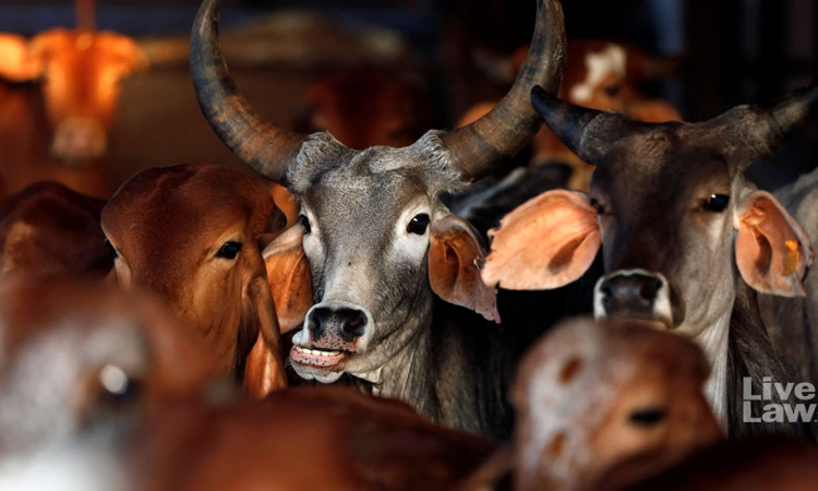 Meat Affordable Means of Protein For Poor: Supreme Court On Plea To Curb Killing Of Animals Meat Affordable Means of Protein For Poor: Supreme Court On Plea To Curb Killing Of Animals