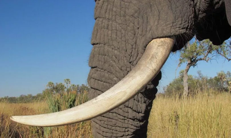 Kerala High Court Seeks Detailed Action Plan From State Over Elephant Attacks In Aralam Farm Kerala High Court Seeks Detailed Action Plan From State Over Elephant Attacks In Aralam Farm