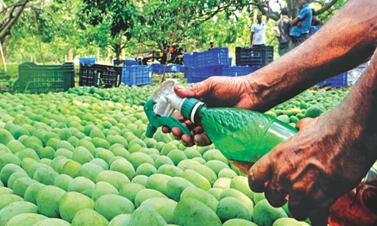 Large Scale Food Adulteration: Madras High Court Issues Directions For Food Safety Commissioner To Spread Awareness And Take Swift Action Large Scale Food Adulteration: Madras High Court Issues Directions For Food Safety Commissioner To Spread Awareness And Take Swift Action